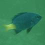 saltwater fish - chrysiptera parasema - yellowtail damselfish stocking in 10 gallons tank - My yellow tailed blue damselfish named Pheona. The fish is currently about an inch long.