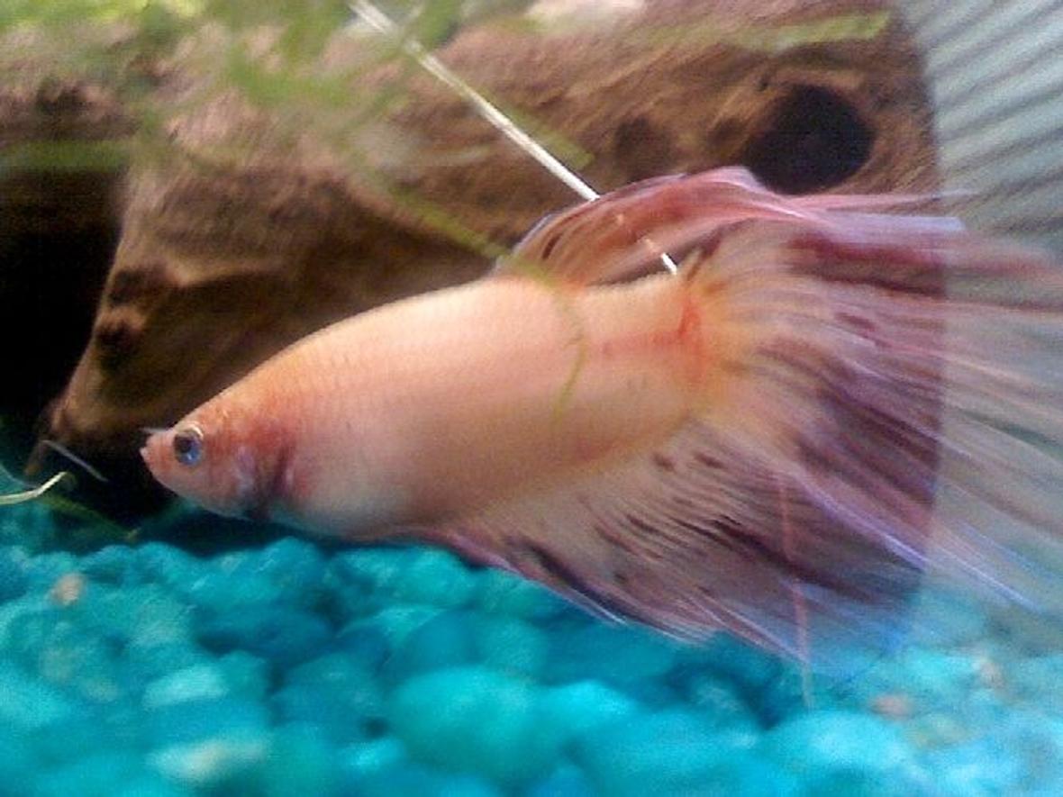 freshwater fish - betta splendens - crown tail betta stocking in 55 gallons tank - Male betta