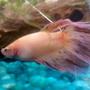 freshwater fish - betta splendens - crown tail betta stocking in 55 gallons tank - Male betta