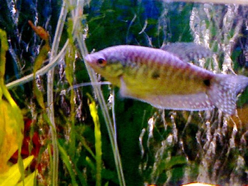 Rated #2037: Freshwater Fish - Trichogaster Trichopterus - Gold Gourami Stocking In 55 Gallons Tank - My gaourami