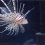 saltwater fish - pterois volitans - volitan lionfish stocking in 45 gallons tank - One of my 2 Lionfish