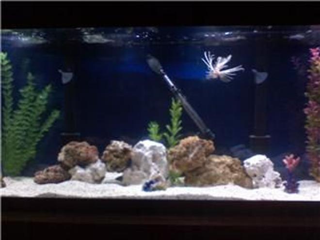 45 gallons saltwater fish tank (mostly fish, little/no live coral) - My 75 gal salwater tank