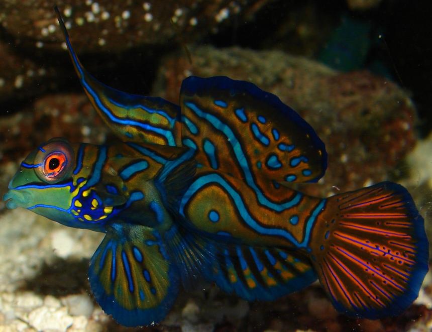 Rated #4: Saltwater Fish - Pterosynchiropus Splendidus Var. - Red Mandarin Stocking In 29 Gallons Tank - My dude!