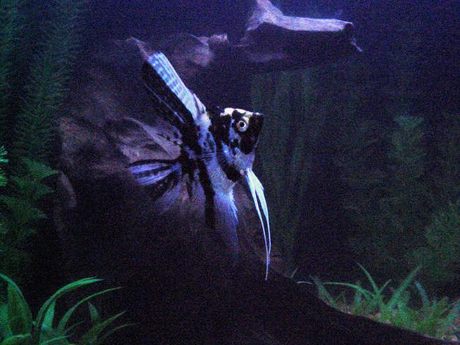 freshwater fish - pterophyllum sp. - marble veil angel stocking in 20 gallons tank - My angelfish in the night (back when i had driftwood)