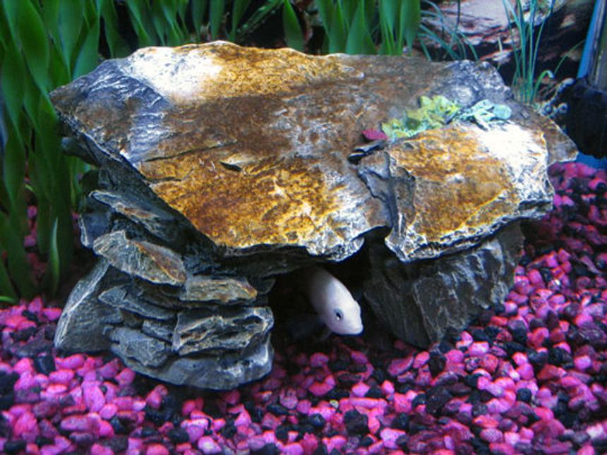 Rated #2951: 10 Gallons Freshwater Fish Tank - Cichlid in his cave