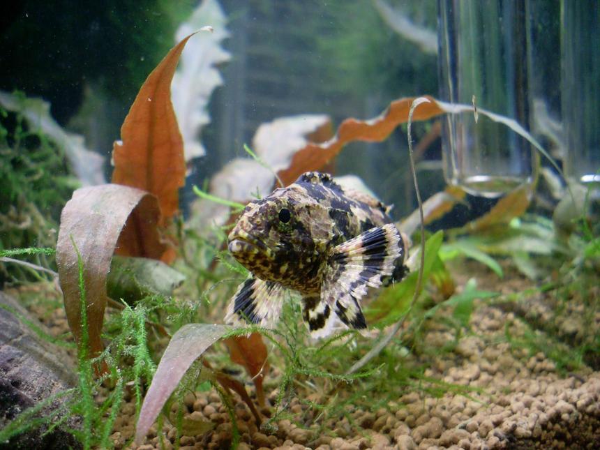 Rated #158: Freshwater Fish - Notesthes Robusta - Bullrout Stocking In 50 Gallons Tank - my bullrout (notesthes robusta)
found on the eastern side of australia lives in brackish water and fresh 
it is a greedy predator that ambushes its prey 
it is a scorpionfish one has to be cautious with handeling since it dose have poisionous spines the sting is quite painful and at mature age u would be in for a visit to the hospital 
they are one of my fav fish they can be tamed if u can get them at an early age