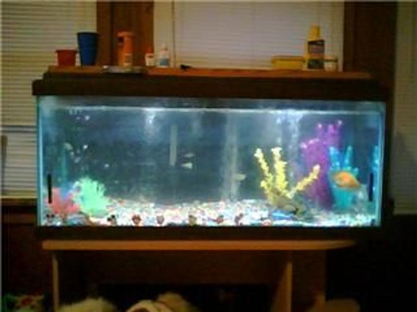 Rated #4326: 29 Gallons Freshwater Fish Tank - my very first tank..it was 70 gals...i sold it when i left for the army.