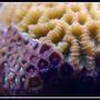 corals inverts - zoanthus sp. - blue ice zoanthids stocking in 125 gallons tank - Brain coral and polips