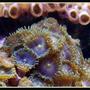corals inverts - palythoa sp. - blue devil zoanthids stocking in 125 gallons tank - Zoas in my reef tank close