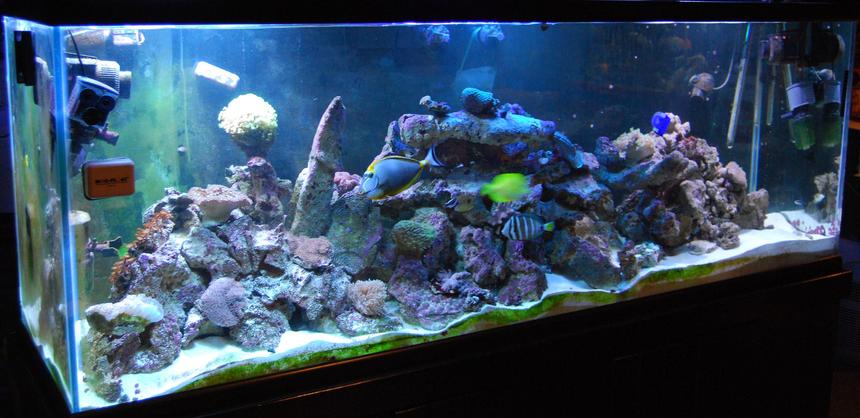 Rated #134: 280 Gallons Reef Tank - 280g reef