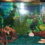 10 gallons freshwater fish tank (mostly fish and non-living decorations) - simple free tank decorated with random aquarium pieces i had laying around houses a guppy trio and five dwarf corys will upload more aquariums when camera starts working again