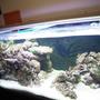 120 gallons reef tank (mostly live coral and fish) - just lanscaped it