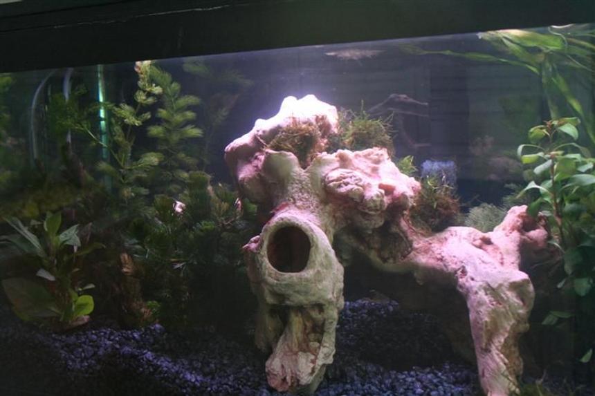 Rated #1966: 72 Gallons Planted Tank - Shrimp Paradise.
All live plants.