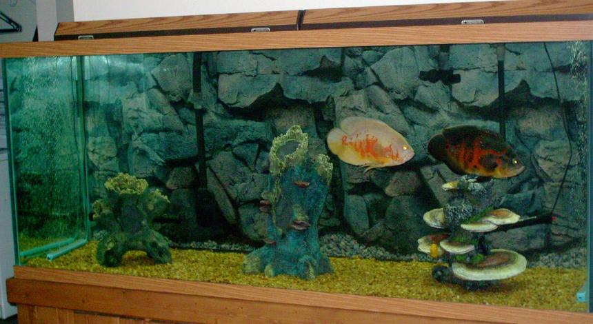 Rated #2125: 220 Gallons Freshwater Fish Tank - 220 gallon. tank is 6 foot long x 2 foot wide. tank and background were purchased at Greentree pet center in Clarksville, Indiana.