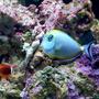 saltwater fish - naso elegans - naso blonde tang stocking in 55 gallons tank - MY NASO BLONDE TANG AND TOMATO CLOWN FISH