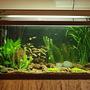 planted tank (mostly live plants and fish) - 30 gallon High-Tech planted
