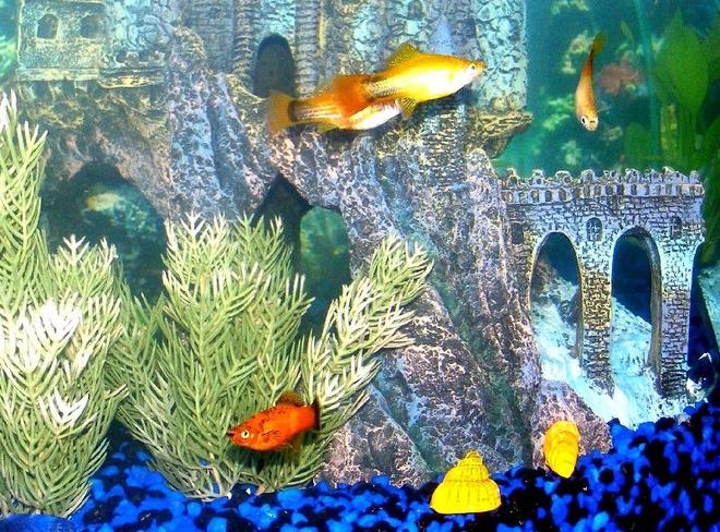 freshwater fish - xiphophorus helleri - red wag swordtail stocking in 28 gallons tank - Female Swords