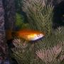 freshwater fish - xiphophorus helleri - marigold mickey mouse swordtail stocking in 28 gallons tank - Mickey Mouse Sword