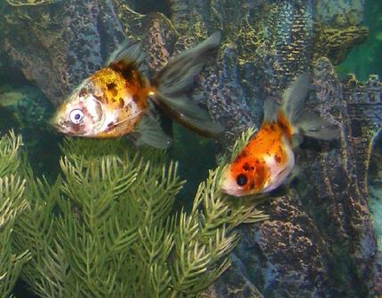 freshwater fish - carassius auratus - fantail goldfish stocking in 28 gallons tank - Calico Fantails (in formation)