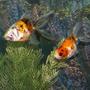 freshwater fish - carassius auratus - fantail goldfish stocking in 28 gallons tank - Calico Fantails (in formation)