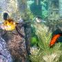freshwater fish - carassius auratus - fantail goldfish stocking in 28 gallons tank - More fish...