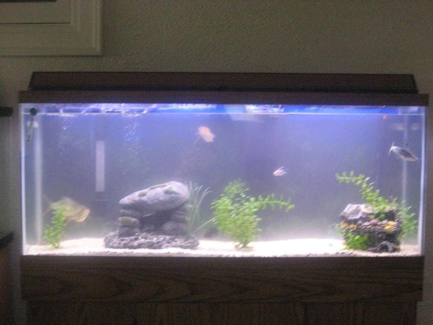 Rated #3952: 55 Gallons Freshwater Fish Tank - not where i wanna be yet but a work in progress