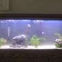 55 gallons freshwater fish tank (mostly fish and non-living decorations) - not where i wanna be yet but a work in progress