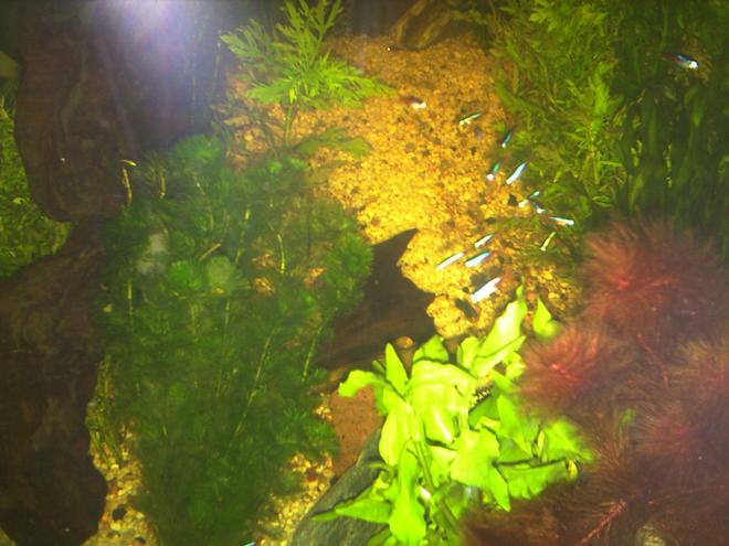 150 gallons planted tank (mostly live plants and fish) - thats how it looked like in 2005