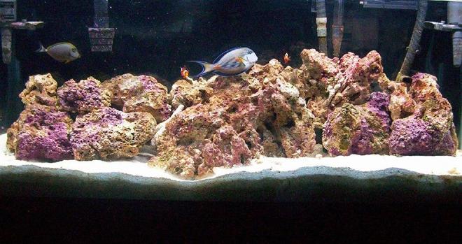 55 gallons saltwater fish tank (mostly fish, little/no live coral) - another pic of my tank