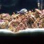 55 gallons saltwater fish tank (mostly fish, little/no live coral) - another pic of my tank