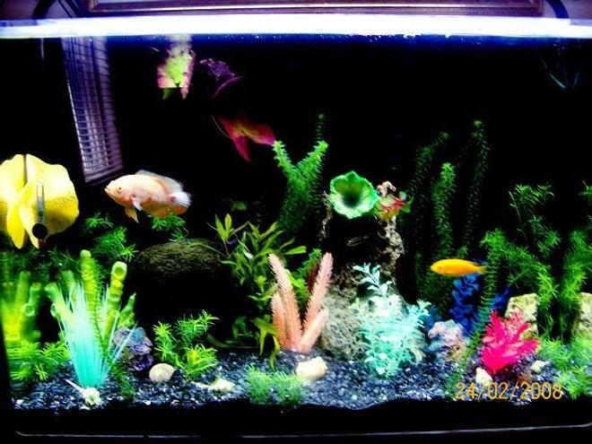 26 gallons planted tank (mostly live plants and fish) - GARDEN OF EDEN