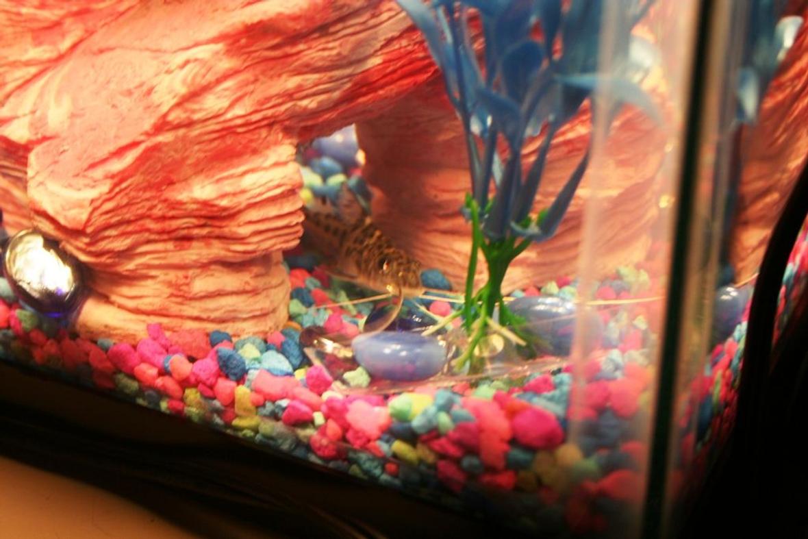 freshwater fish - pimelodus pictus - pictus cat stocking in 10 gallons tank - This is my Pictus Catfish. I call her Britney because she is camera shy. :)