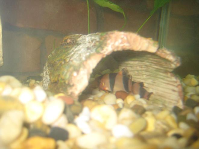 freshwater fish - botia macracantha - clown loach stocking in 60 gallons tank - Clown Loach