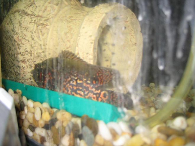 freshwater fish - astronotus ocellatus - tiger oscar stocking in 60 gallons tank - Tiger Oscar
