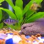 freshwater fish - metriaclima lombardoi - kenyi cichlid - Female Kenyi with my Giraffe Cichlid behind her