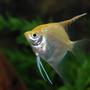 freshwater fish - pterophyllum sp. - gold veil angel stocking in 120 gallons tank - Angel swimming