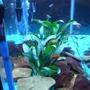 freshwater fish - xiphophorus helleri - red wag swordtail stocking in 33 gallons tank - my rocks and plants