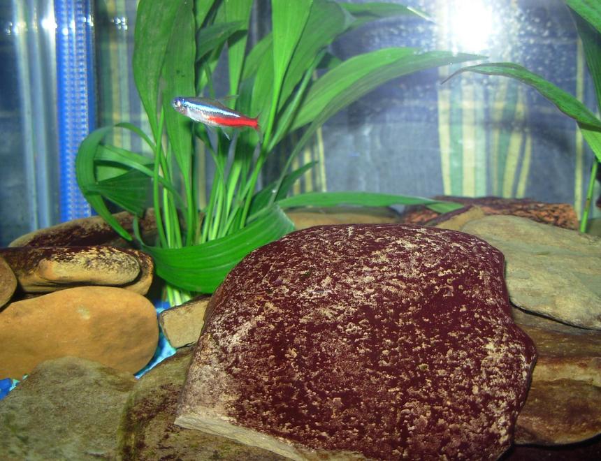 Rated #2302: Freshwater Fish - Paracheirodon Innesi - Neon Tetra Jumbo Stocking In 33 Gallons Tank - neon tetra in the plants