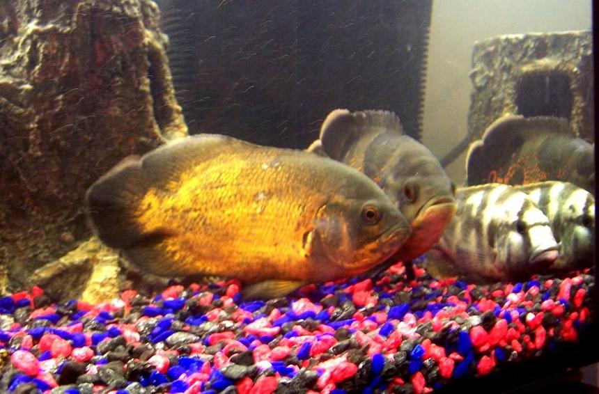 Rated #1082: Freshwater Fish - Astronotus Ocellatus - Red Oscar Stocking In 250 Gallons Tank - Rusty, Ozzie & Camo