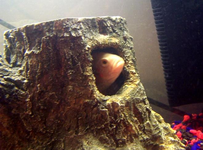 freshwater fish stocking in 250 gallons tank - Mong- playing around in the tree trunk