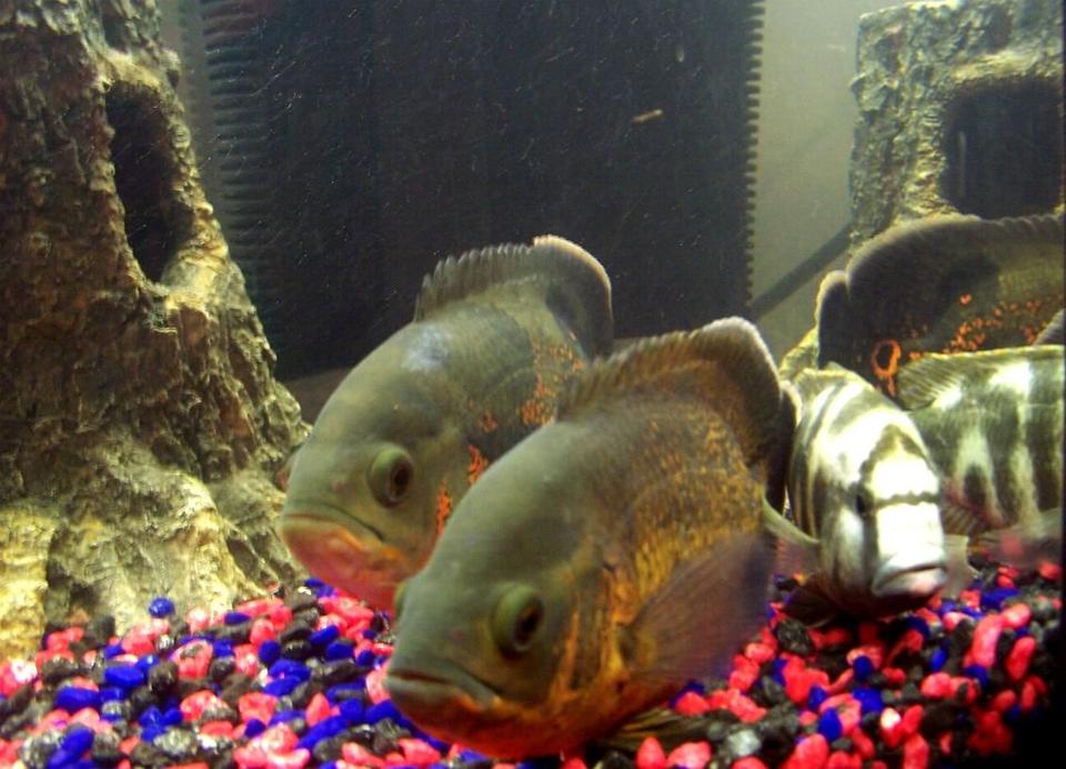 freshwater fish - astronotus ocellatus - red oscar stocking in 250 gallons tank - Ozzie, Rusty  Camo 2