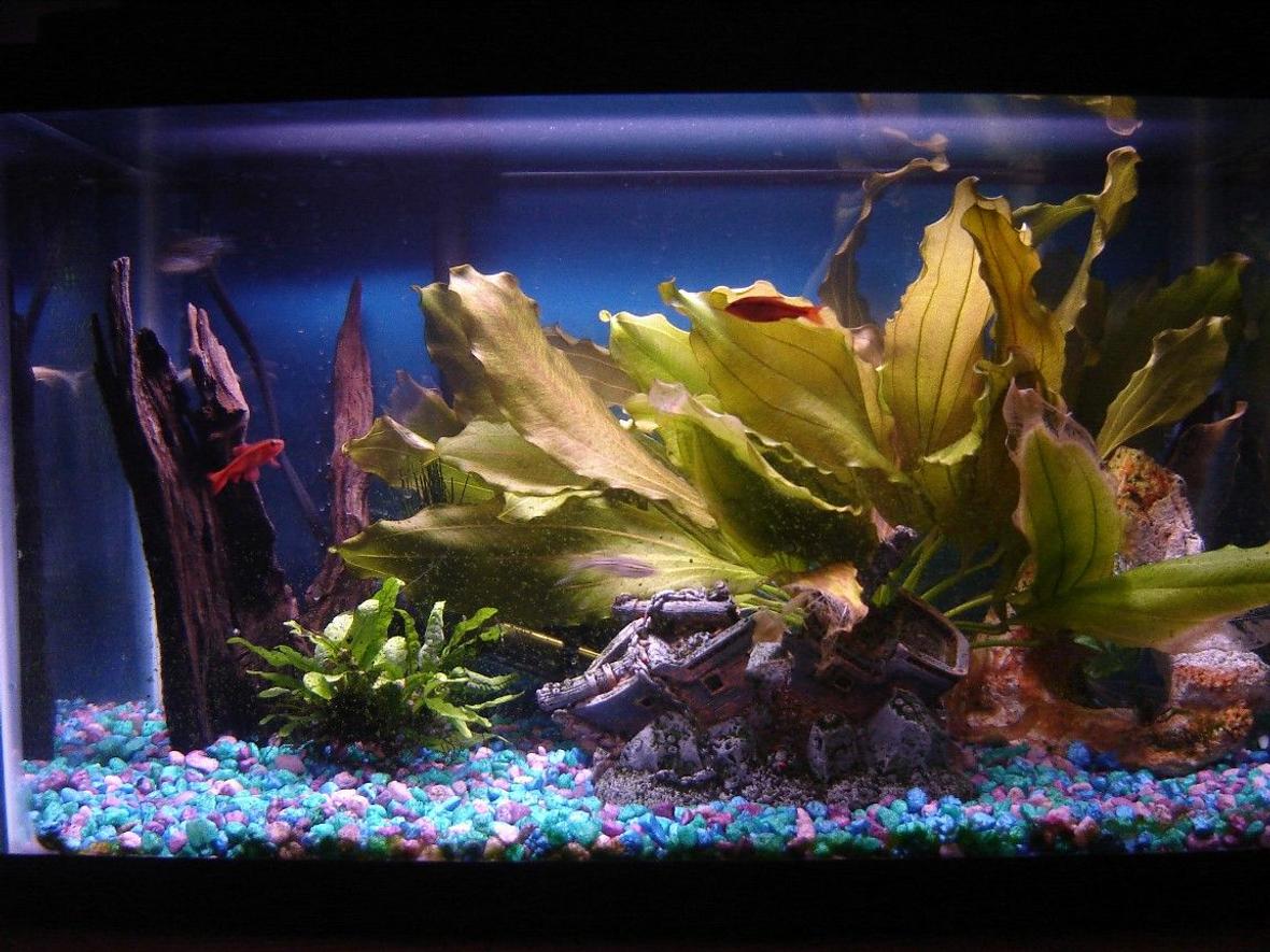 55 gallons planted tank (mostly live plants and fish) - 10 gallon planted tank. I like the way the sword is taking up the whole right side of the tank. The fish like it too