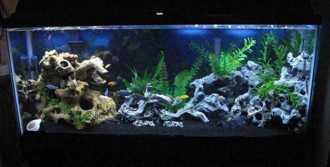 55 gallons freshwater fish tank (mostly fish and non-living decorations) - 55 gallon after switching to black Tahitian Moon sand