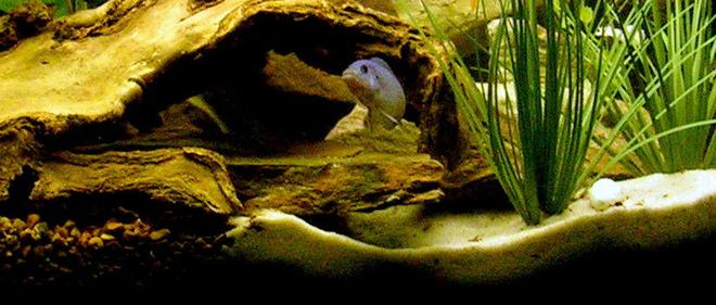 freshwater fish - metriaclima callainos - cobalt blue zebra cichlid stocking in 29 gallons tank - Cobalt Blue