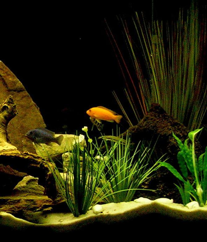 freshwater fish - pseudotropheus estherae - red zebra cichlid stocking in 29 gallons tank - African cichlids