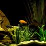 freshwater fish - pseudotropheus estherae - red zebra cichlid stocking in 29 gallons tank - African cichlids