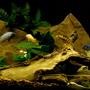 freshwater fish - pseudotropheus crabro - bumblebee cichlid stocking in 29 gallons tank - African cichlids