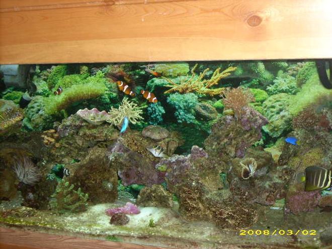 55 gallons reef tank (mostly live coral and fish) - JUST STARTED IN OCT. 2007