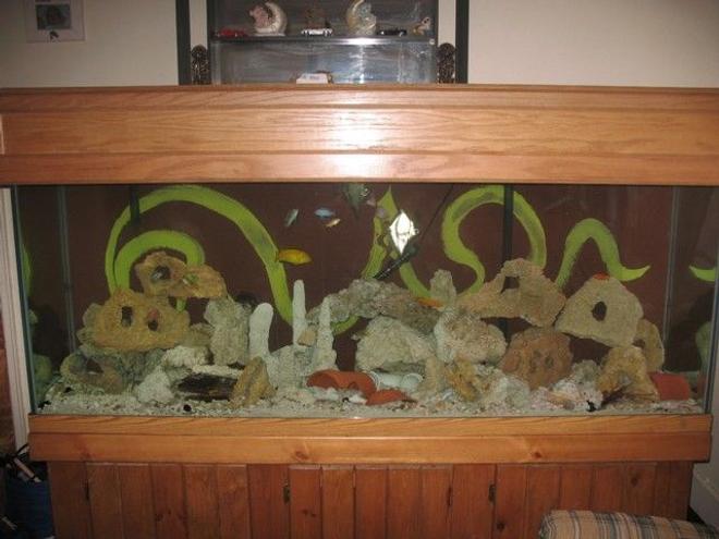 150 gallons freshwater fish tank (mostly fish and non-living decorations) - My 150 gallon Tank