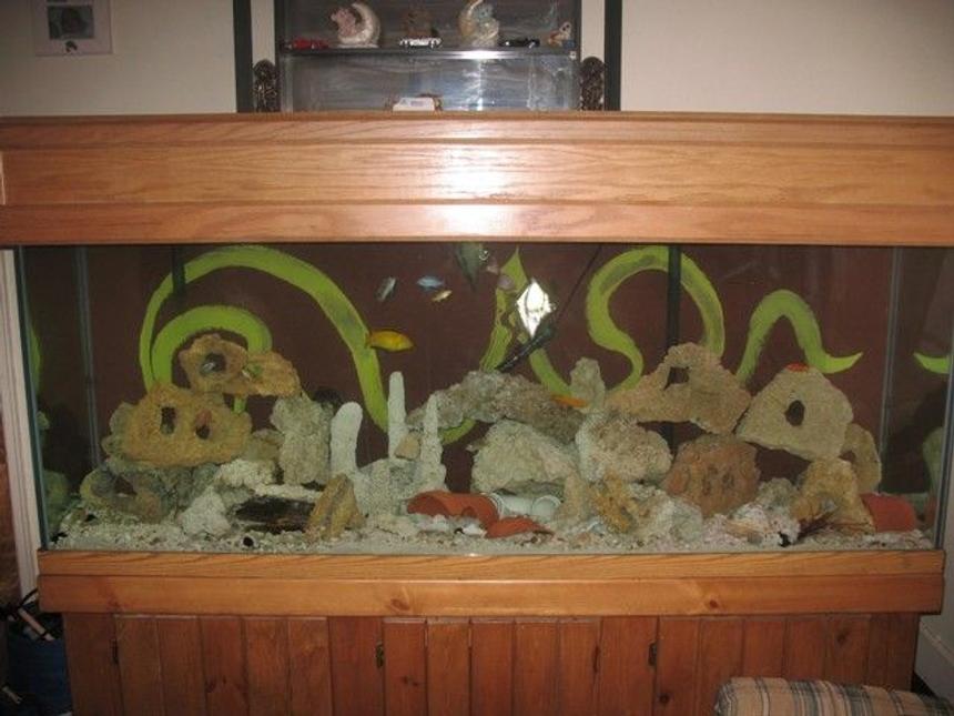 Rated #3772: 150 Gallons Freshwater Fish Tank - My 150 gallon Tank
